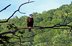 One of four resident bald eagles on the Susquehanna River at Pine Crest Campground